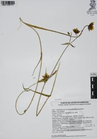 Calochortus barbatus image